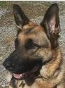 K-9 Memorial 